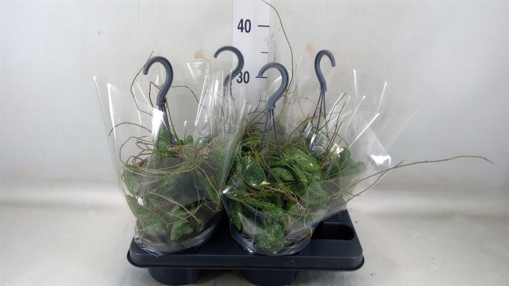 Горшечные цветы и растения оптом Hoya   ... от 4шт из Голландии с доставкой по России