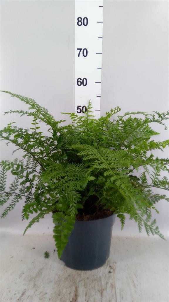 Горшечные цветы и растения оптом Asplenium parvati от 1шт из Голландии с доставкой по России