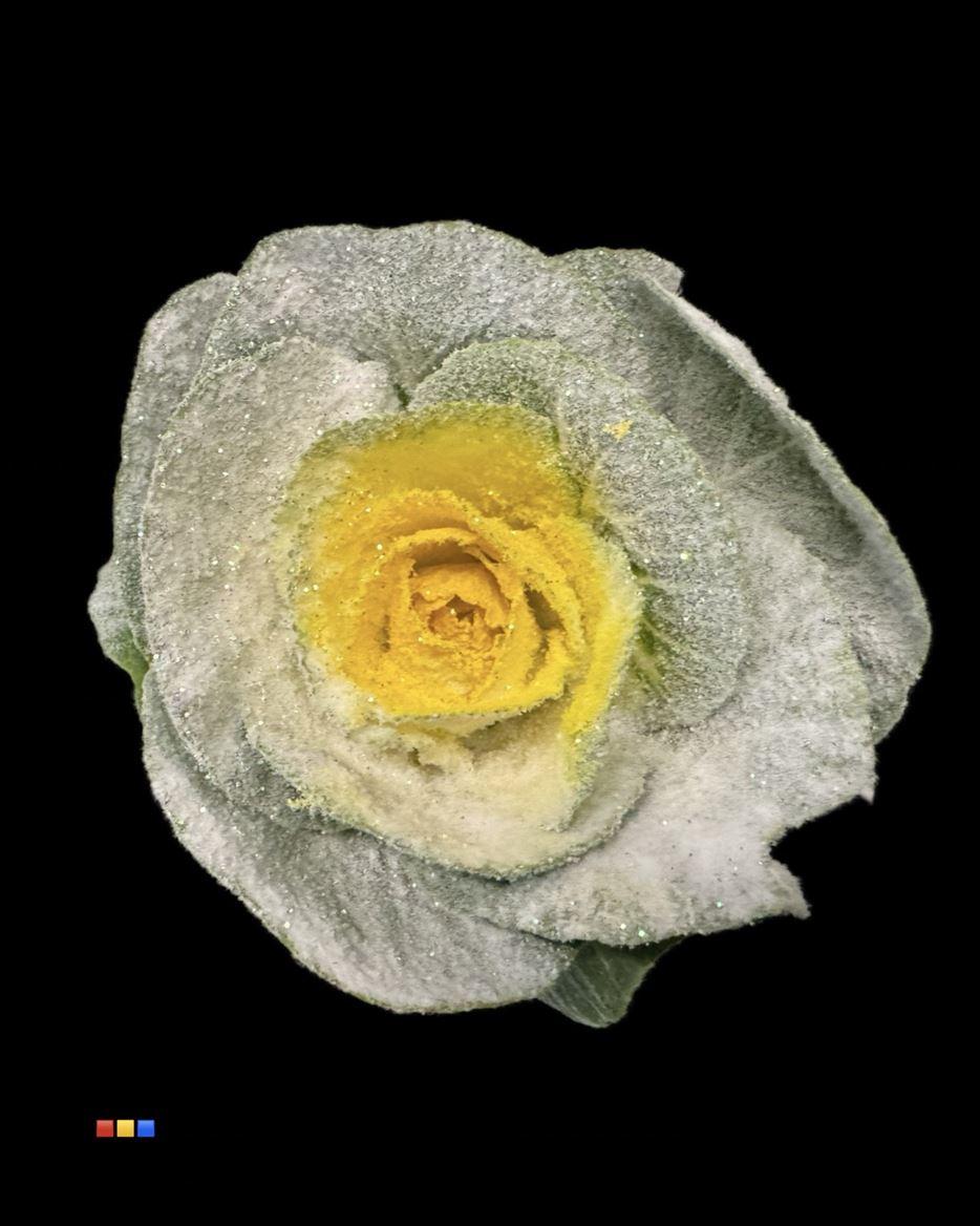 Срезанные цветы оптом Brassica paint marshmallow yellow от 20шт из Голландии с доставкой по России