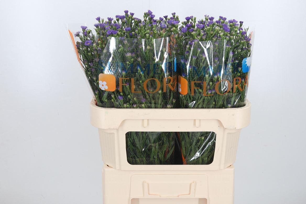 Срезанные цветы оптом Aster casamare от 100шт из Голландии с доставкой по России Срезанные цветы оптом Aster casamare от 100шт из Голландии с доставкой по России