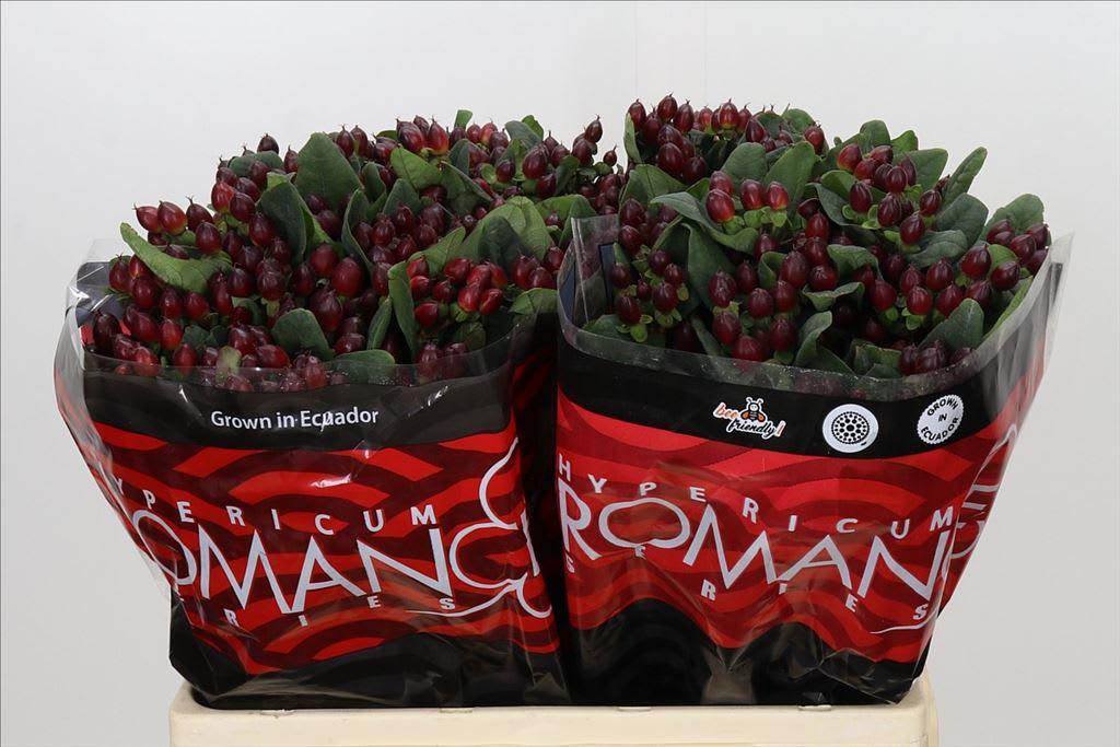 Срезанные цветы оптом Hypericum rocky romance от 100шт из Голландии с доставкой по России