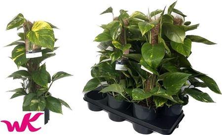 Горшечные цветы и растения оптом Epipr Mosstok 60cm 6 Stekken Dikte 1 от 6шт из Голландии с доставкой по России