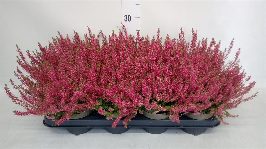 Горшечные цветы и растения оптом Calluna Vulg. garden G Angie от 8шт из Голландии с доставкой по России
