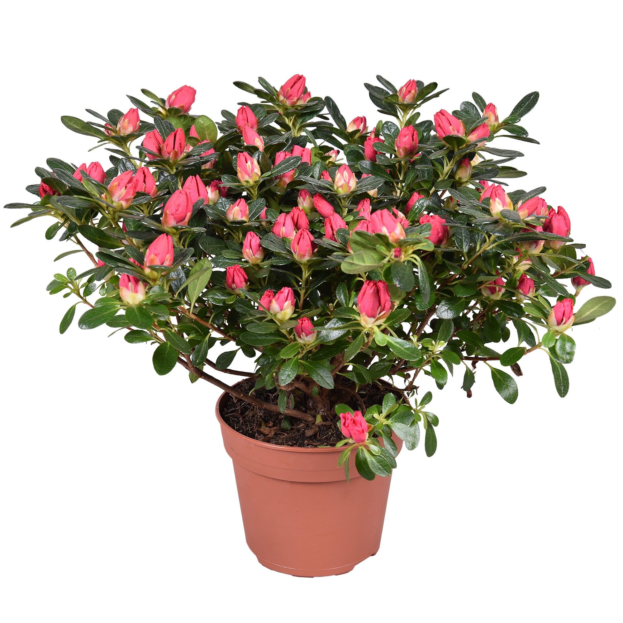 Горшечные цветы и растения оптом Azalea Scherrer Red от 6шт из Голландии с доставкой по России