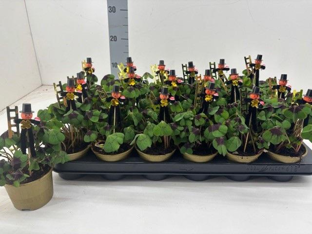 Горшечные цветы и растения оптом Oxalis Deppei от 18шт (для телеги) из Голландии с доставкой по России