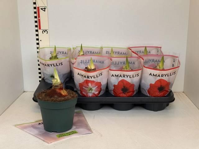 Горшечные цветы и растения оптом Hipp Gem 3 Srt от 8шт из Голландии с доставкой по России