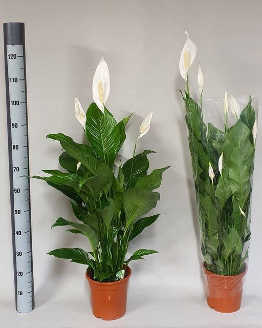 Горшечные цветы и растения оптом Spathiphyllum Sweet Lauretta от 1шт из Голландии с доставкой по России