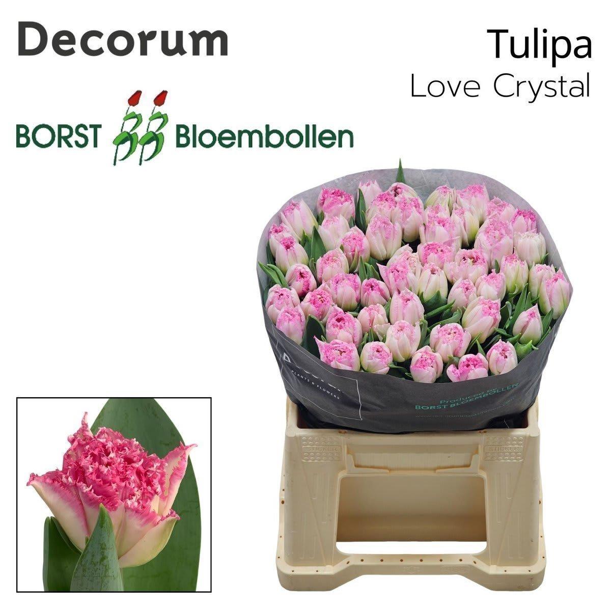 Срезанные цветы оптом Tulipa fr love crystal от 50шт из Голландии с доставкой по России
