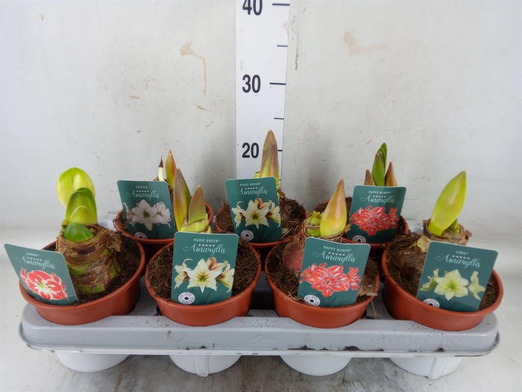 Горшечные цветы и растения оптом '' из Голландии с доставкой по России