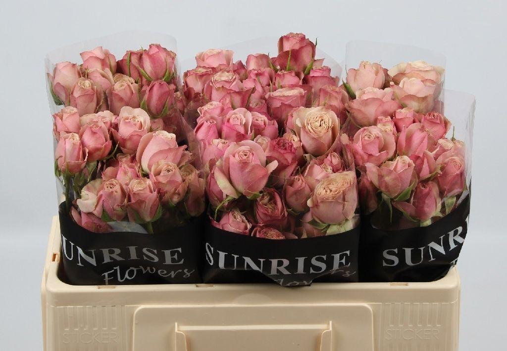 Срезанные цветы оптом Rosa spray destini от 40шт из Голландии с доставкой по России