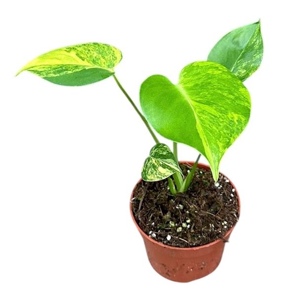 Горшечные цветы и растения оптом Monstera Deliciosa Aurea от 1шт из Голландии с доставкой по России