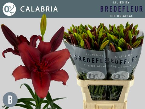 Срезанные цветы оптом Lilium la calabria от 50шт из Голландии с доставкой по России