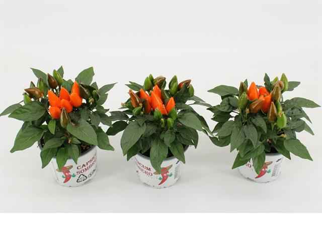 Горшечные цветы и растения оптом Capsicum Ann. Favorit Orange от 12шт из Голландии с доставкой по России