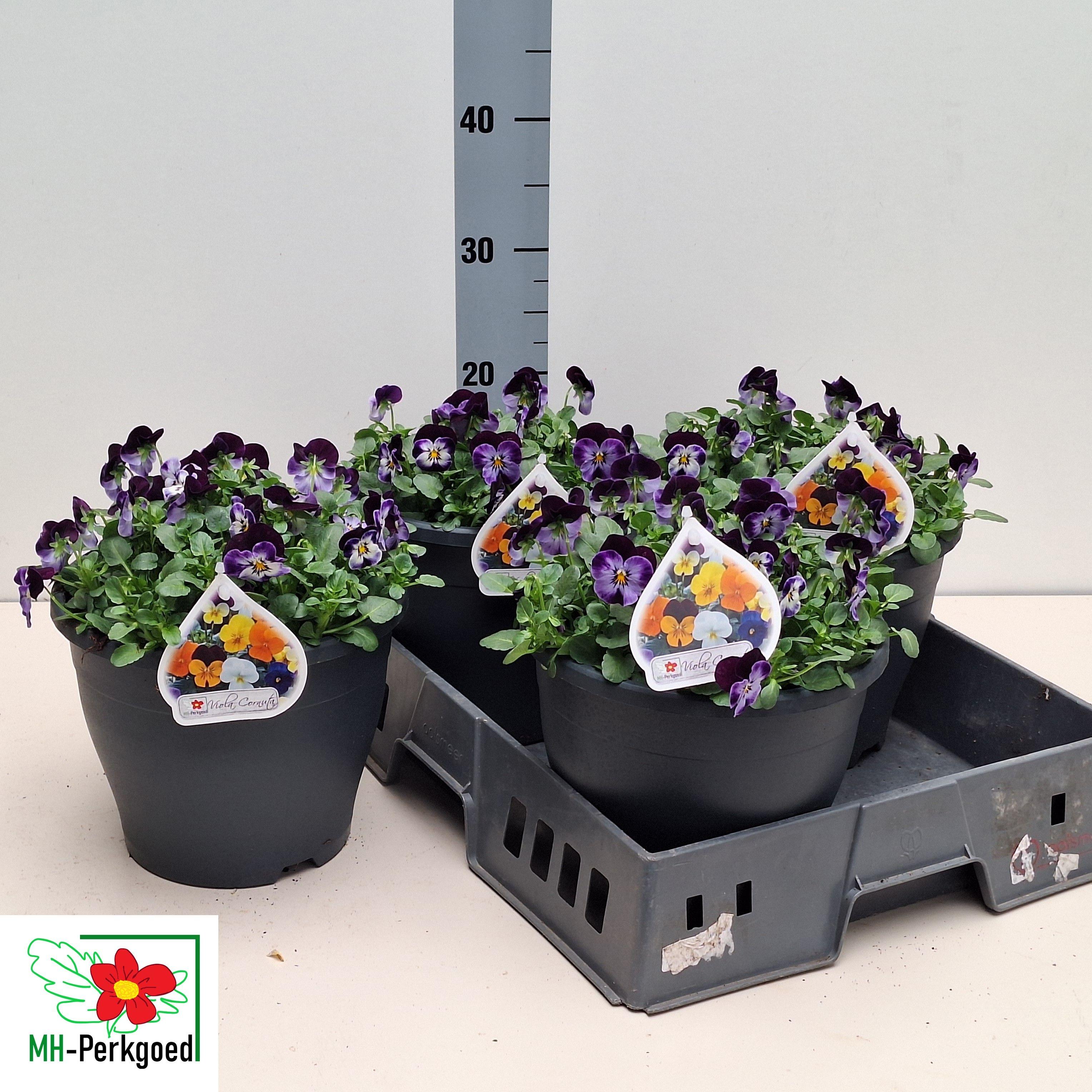 Горшечные цветы и растения оптом Vio Co Gem от 3шт из Голландии с доставкой по России