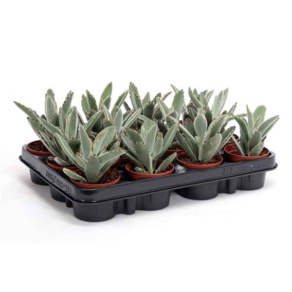 Горшечные цветы и растения оптом Kalanchoe Tomentosa от 18шт из Голландии с доставкой по России