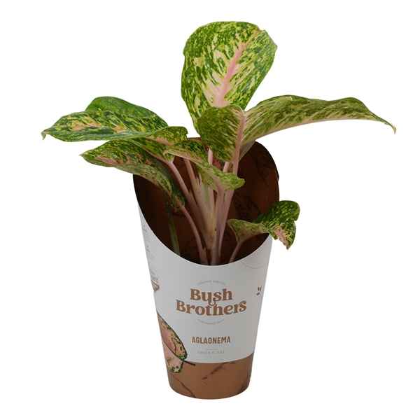 Горшечные цветы и растения оптом Aglaonema Pink Dark Star от 6шт из Голландии с доставкой по России