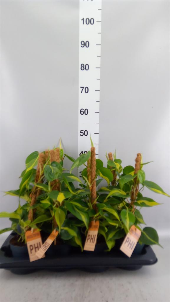 Горшечные цветы и растения оптом Philodendron Scand. brasil от 8шт из Голландии с доставкой по России