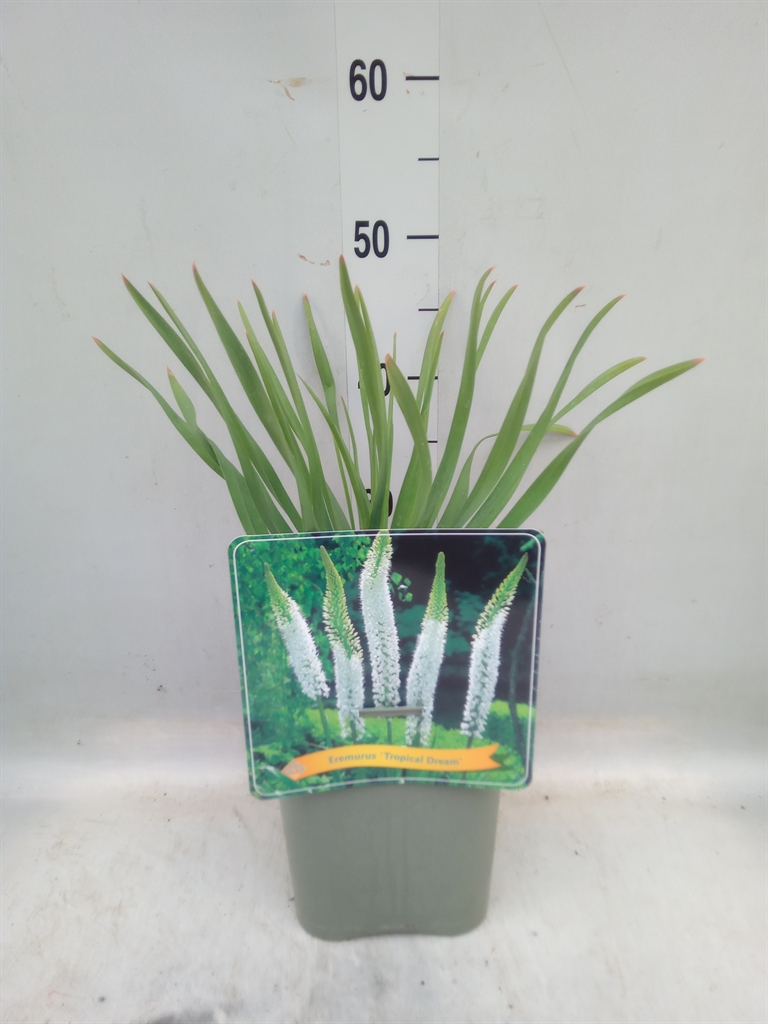 Горшечные цветы и растения оптом Eremurus   ... от 1шт из Голландии с доставкой по России