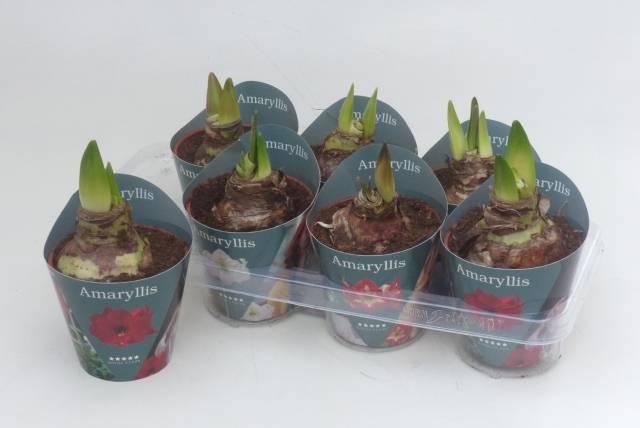 Горшечные цветы и растения оптом Hipp Gem 4 Srt от 7шт из Голландии с доставкой по России