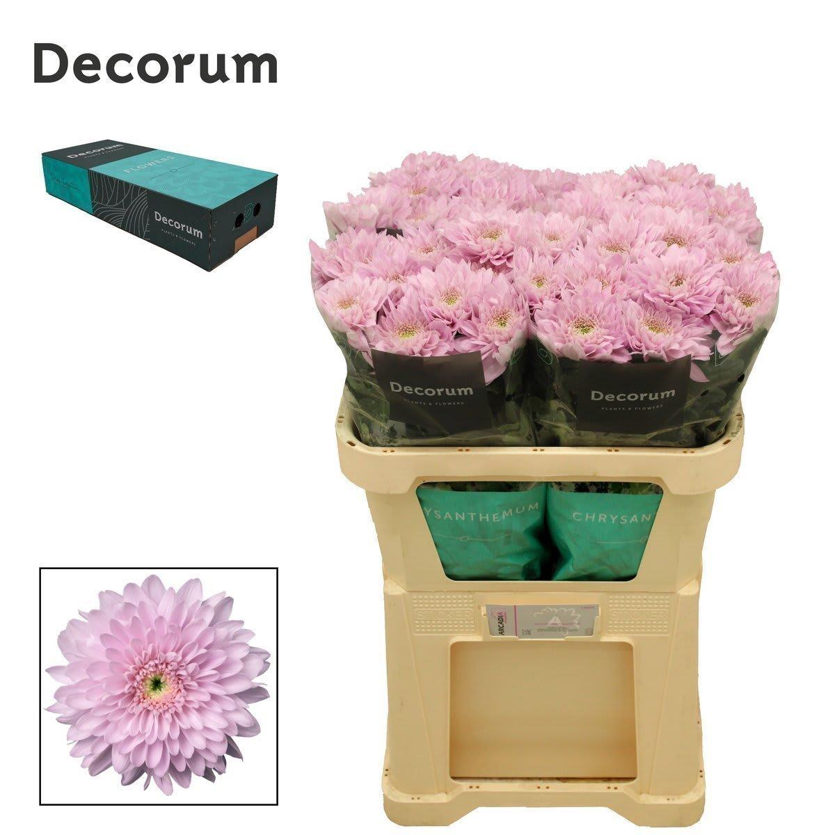 Срезанные цветы оптом Chrys bl petrushka от 40шт. из Голландии с доставкой по России