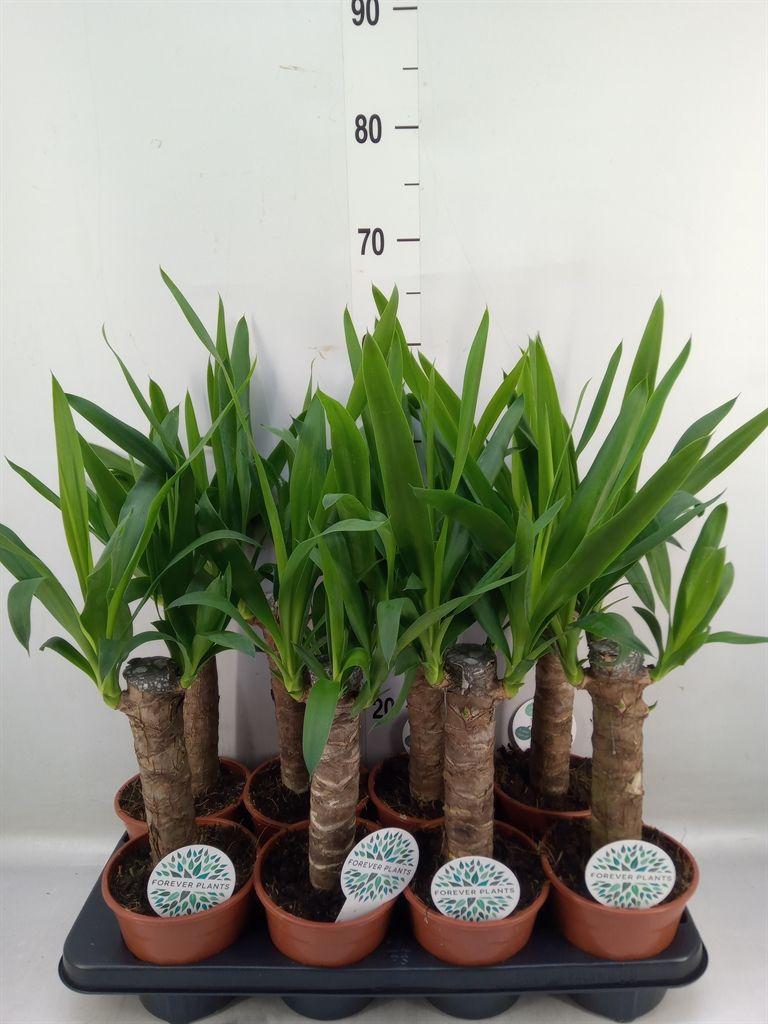 Горшечные цветы и растения оптом Yucca   ... от 8шт из Голландии с доставкой по России
