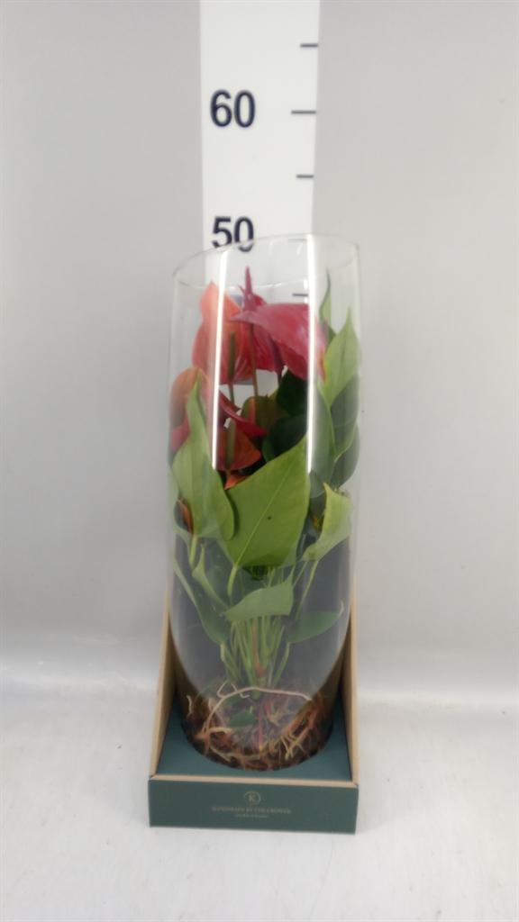 Горшечные цветы и растения оптом Anthurium banderola Lava от 1шт из Голландии с доставкой по России