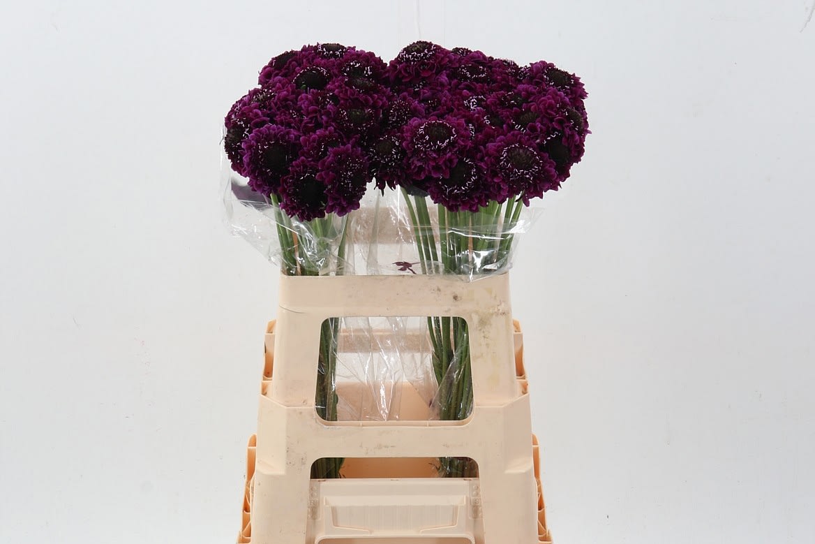 Срезанные цветы оптом Scabiosa scoop purple dark от 60шт из Голландии с доставкой по России Срезанные цветы оптом Scabiosa scoop purple dark от 60шт из Голландии с доставкой по России