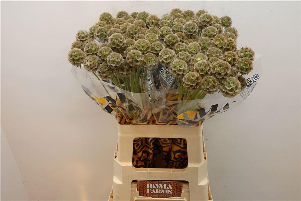 Срезанные цветы оптом Scabiosa stellata seed pod от 100шт из Голландии с доставкой по России