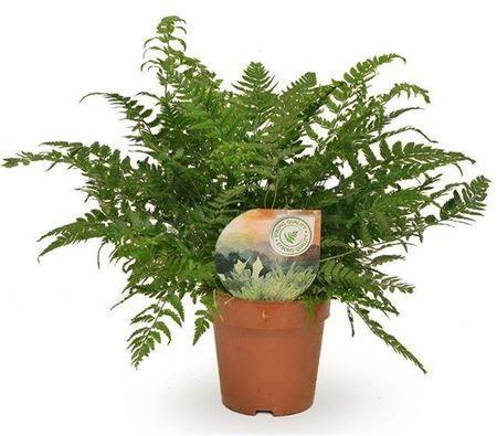 Горшечные цветы и растения оптом Athyrium P12 от 6шт из Голландии с доставкой по России