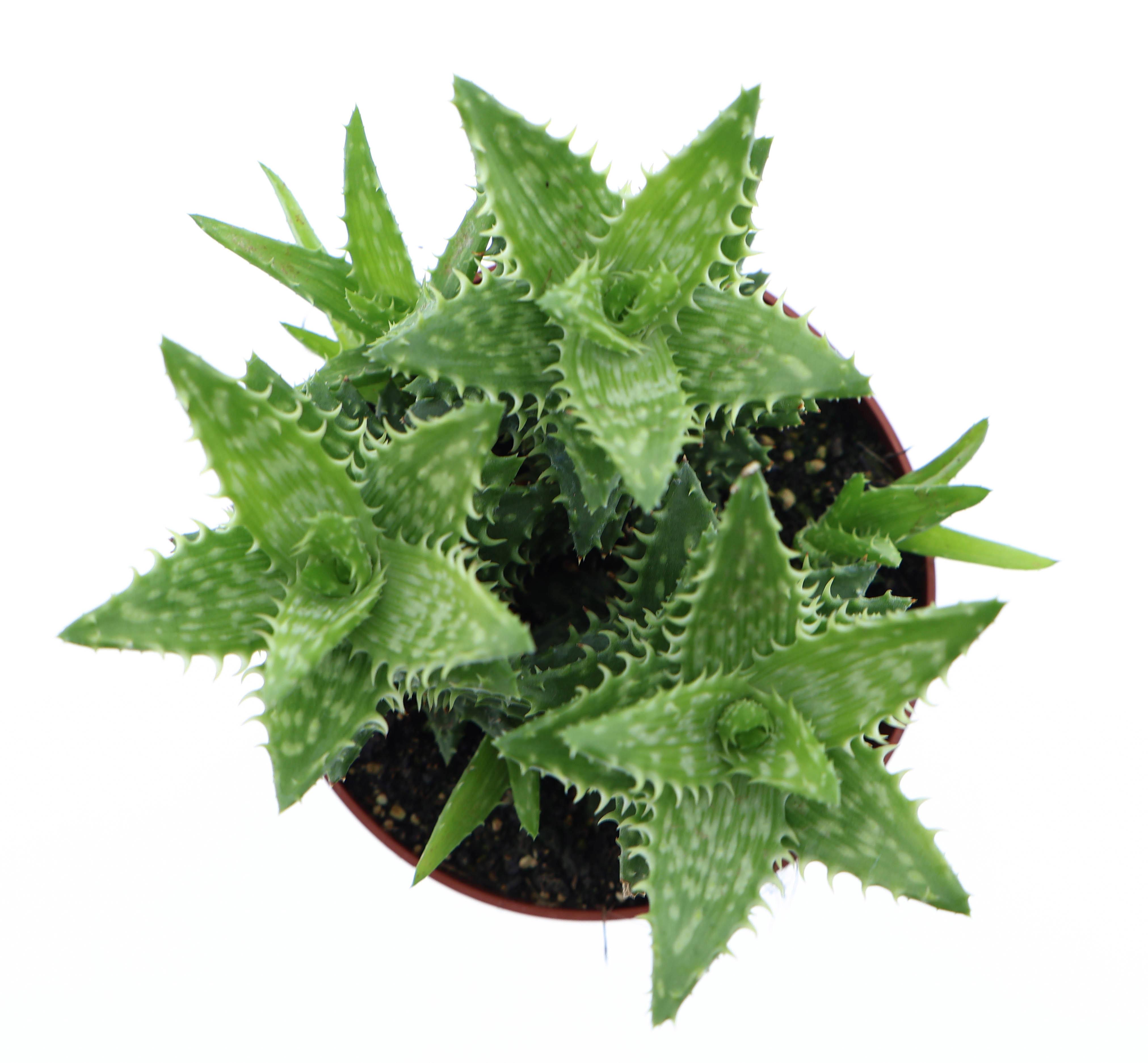 Горшечные цветы и растения оптом Aloe Squarosa от 6шт из Голландии с доставкой по России