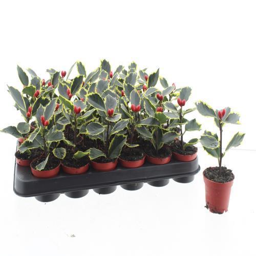 Горшечные цветы и растения оптом Ilex Aqu. Aurea Marginata от 30шт (для телеги) из Голландии с доставкой по России