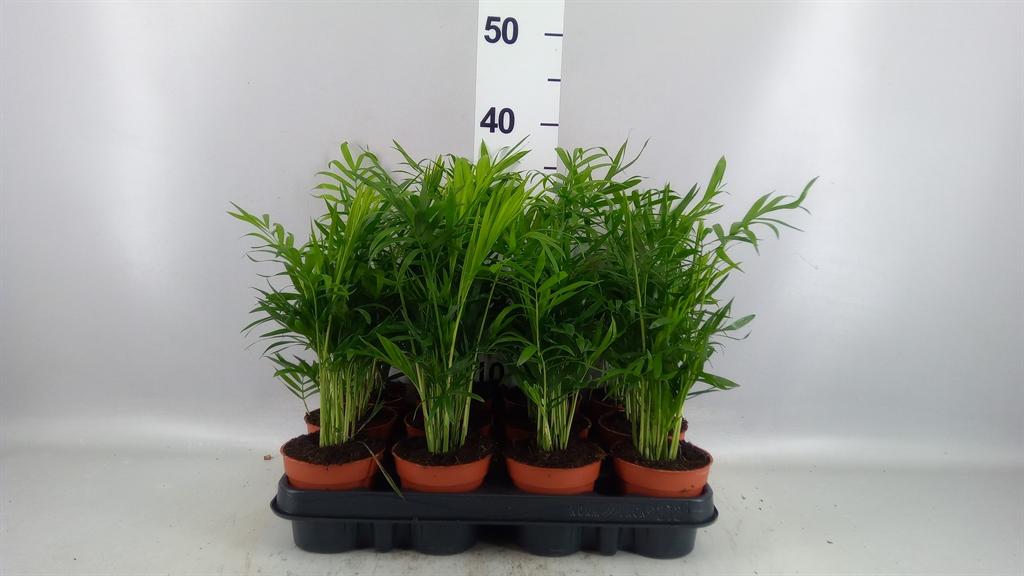 Горшечные цветы и растения оптом Chamaedorea Elegans от 12шт (для телеги) из Голландии с доставкой по России