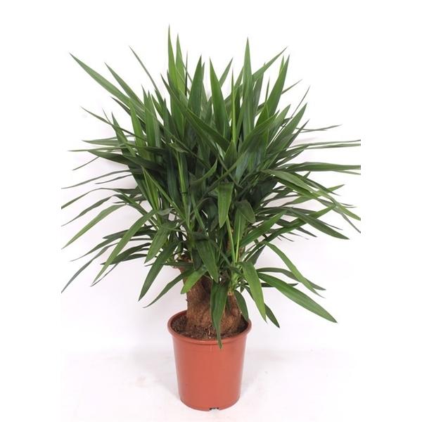 Горшечные цветы и растения оптом Yucca Branched 2+ от 1шт из Голландии с доставкой по России