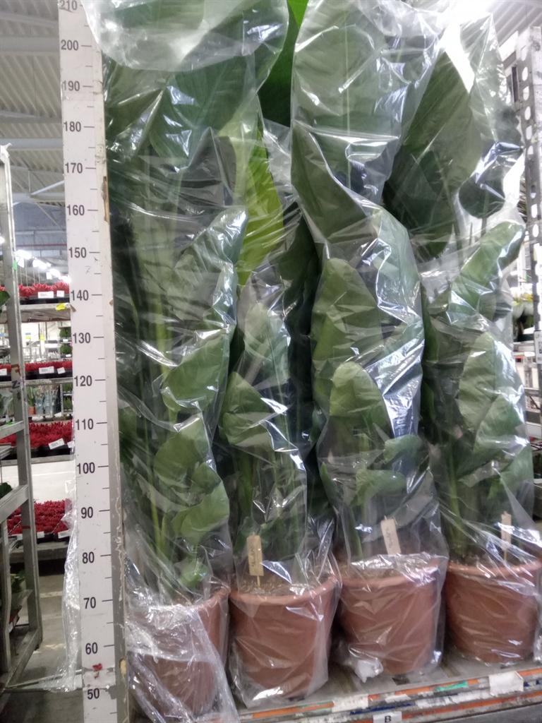 Горшечные цветы и растения оптом Strelitzia Nicolai от 1шт из Голландии с доставкой по России