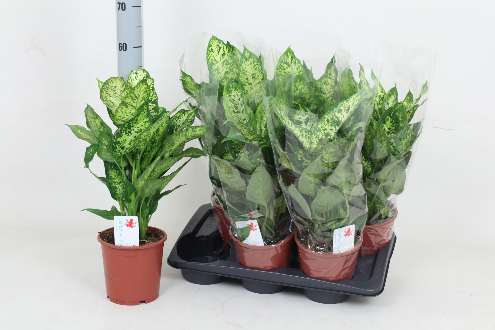 Горшечные цветы и растения оптом Dieff Compacta от 6шт из Голландии с доставкой по России