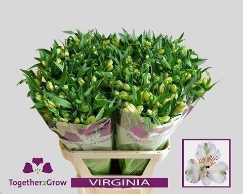 Срезанные цветы оптом Alstroemeria virginia от 50шт из Голландии с доставкой по России