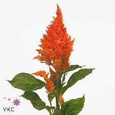 Срезанные цветы оптом Celosia plum sunday orange от 40шт из Голландии с доставкой по России