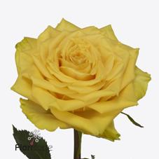 Срезанные цветы оптом Rosa large sunchaser от 40шт из Голландии с доставкой по России