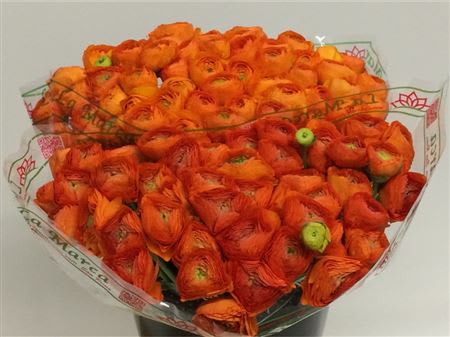 Срезанные цветы оптом Ranunculus success sunrise от 100шт из Голландии с доставкой по России