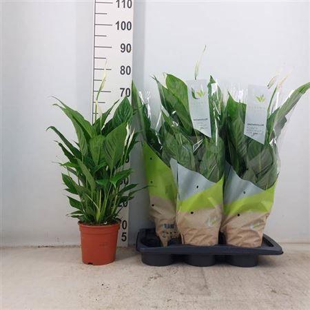 Горшечные цветы и растения оптом Spath Vivaldi 4+ от 6шт из Голландии с доставкой по России