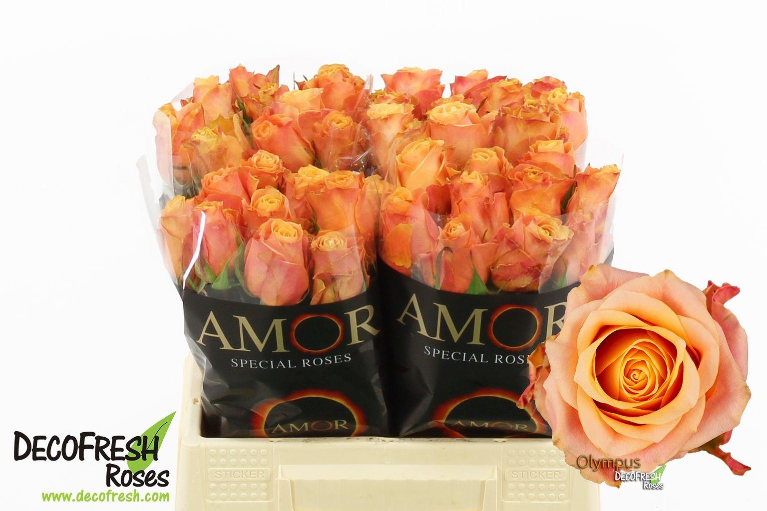 Срезанные цветы оптом Rosa large olympus от 40шт из Голландии с доставкой по России