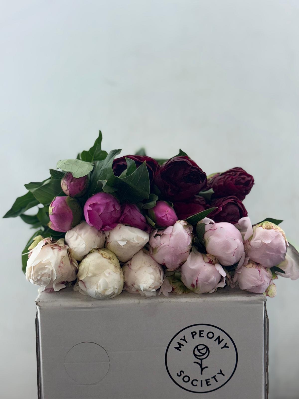 Срезанные цветы оптом Paeonia dotelle от 80шт из Голландии с доставкой по России