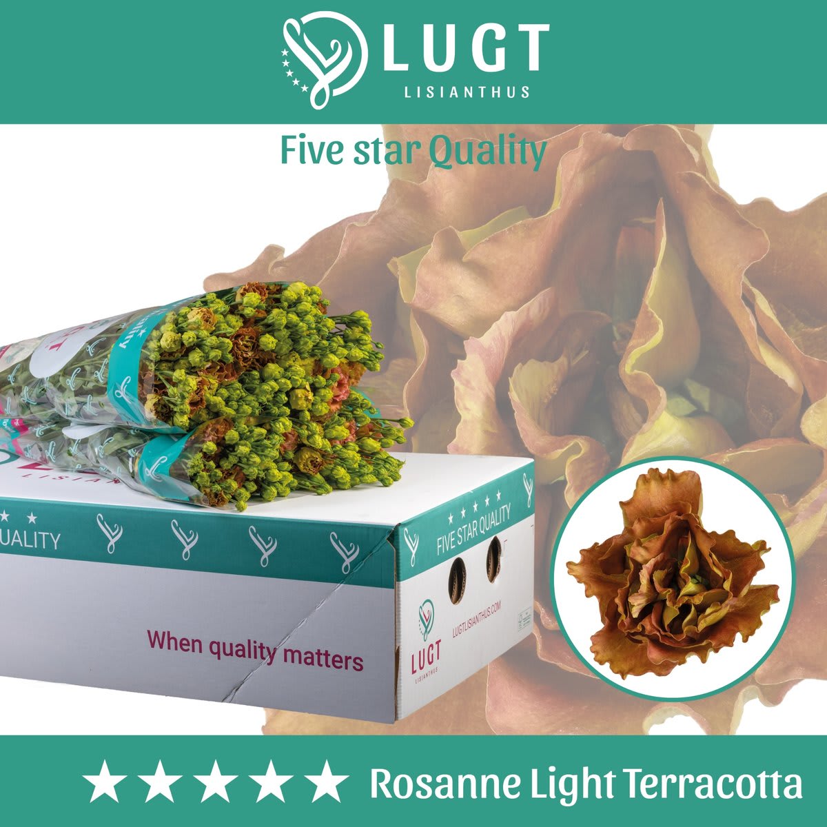 Срезанные цветы оптом Lisianthus do rosanne light terracotta от 60шт.. из Голландии с доставкой по России