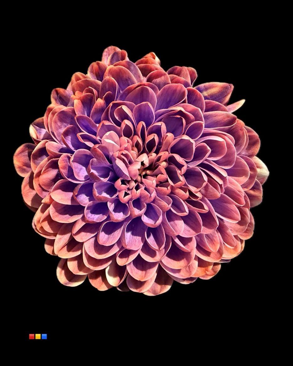 Срезанные цветы оптом Chrys sp paint altaj joker от 40шт из Голландии с доставкой по России