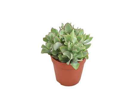 Горшечные цветы и растения оптом Crassula Arborescens Undulatifolia - Basic от 8шт из Голландии с доставкой по России