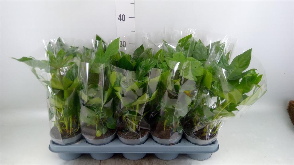 Горшечные цветы и растения оптом Fatsia Japonica от 10шт из Голландии с доставкой по России