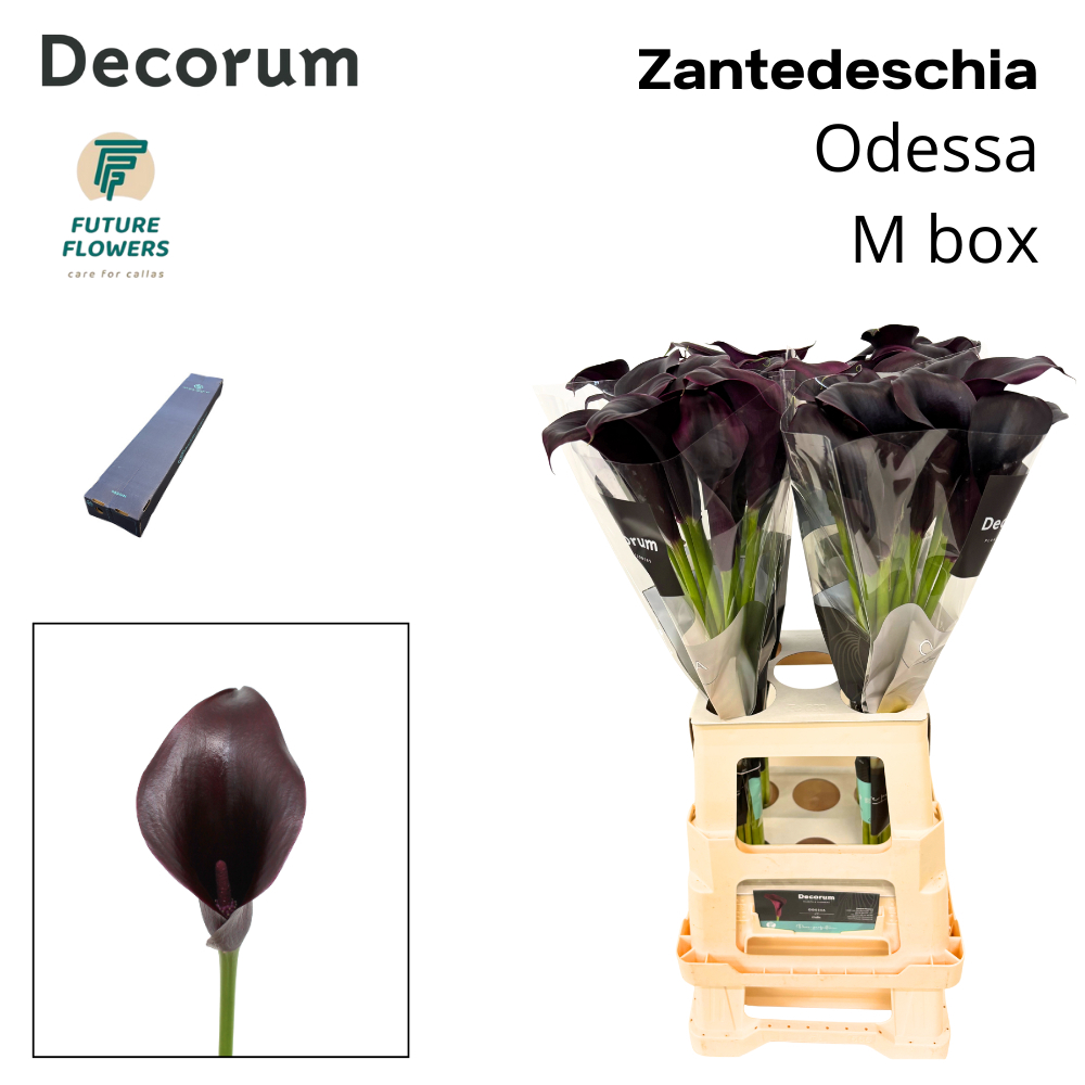 Срезанные цветы оптом Zantedeschia odessa от 20шт из Голландии с доставкой по России