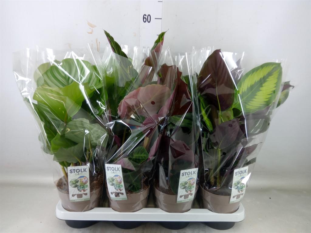 Горшечные цветы и растения оптом Calathea   ...mix 4 от 8шт из Голландии с доставкой по России