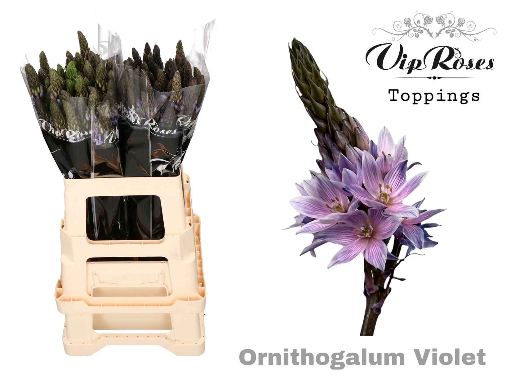 Срезанные цветы оптом Ornithogalum paint violet pink от 100шт из Голландии с доставкой по России