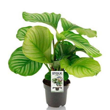 Горшечные цветы и растения оптом Calathea Orbifolia P14 от 8шт из Голландии с доставкой по России